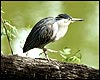 Keoladeo Ghana National Park