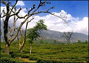 Palampur